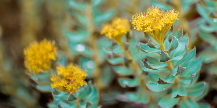 Rhodiola rosea o que e origem nome cientifico nome popular